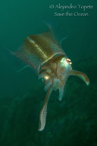 Squid in green, Veracruz Mexico by Alejandro Topete 